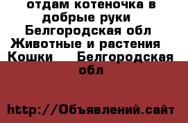 отдам котеночка в добрые руки - Белгородская обл. Животные и растения » Кошки   . Белгородская обл.
